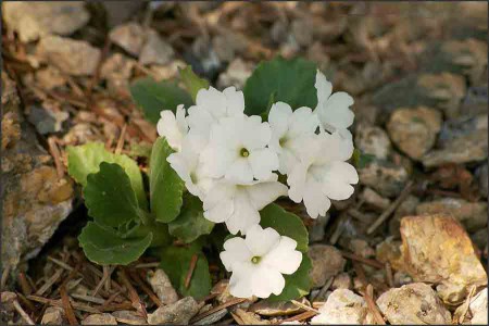 Primula allioni.